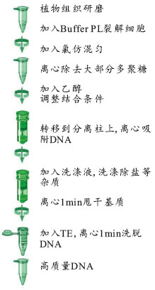 hpure植物dna提取试剂盒